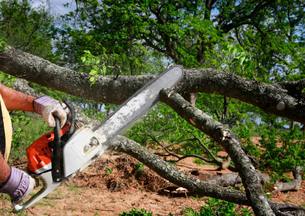 Lawn Drainage Solutions in Van Alstyne, TX